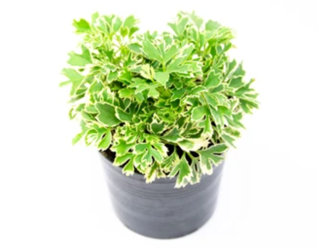 Variegated False Aralia Plant without Pot