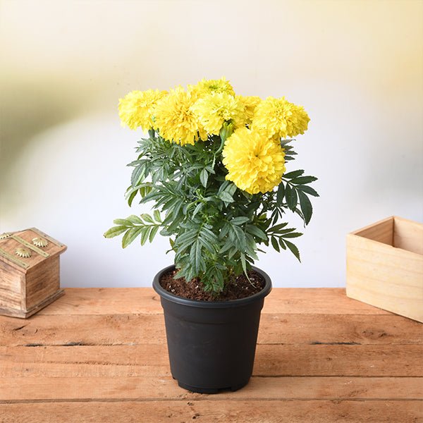 Yellow Marigold Plant