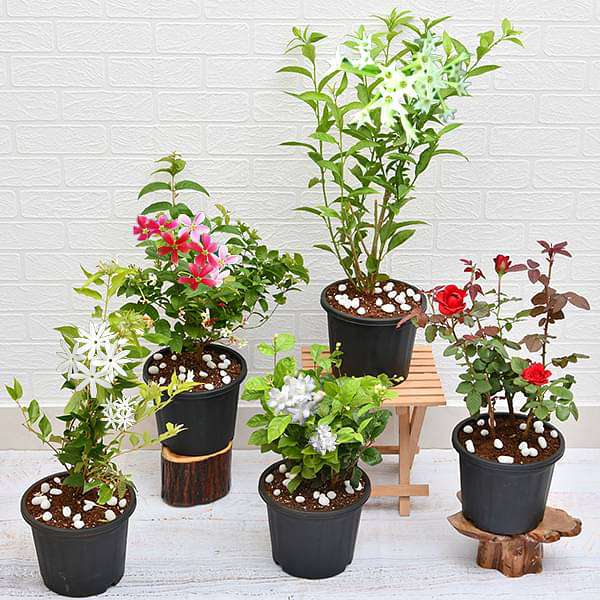 combo pack of best-fragrant-plants without Pot