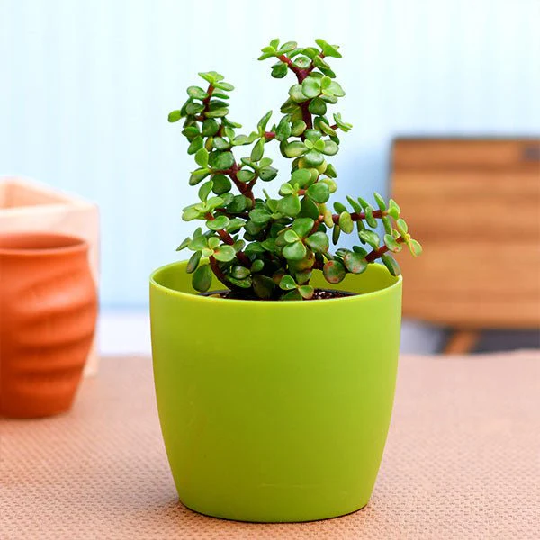 Jade Plant Without Pot 