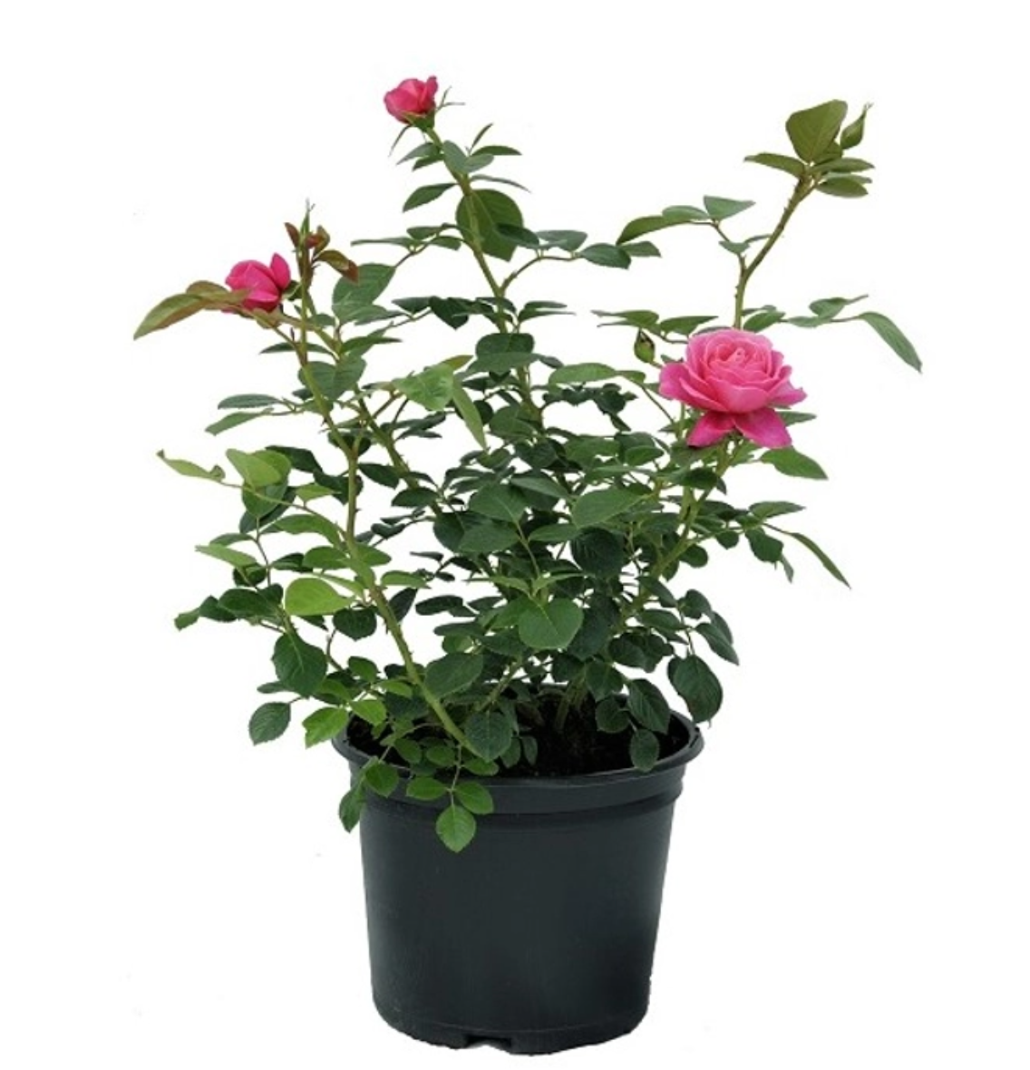 Pink rose plant without Pot