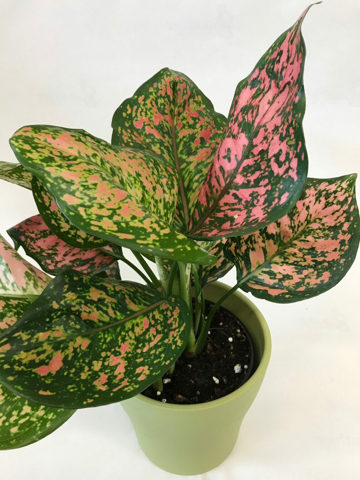 Aglaonema Pink Plant Without Pot 