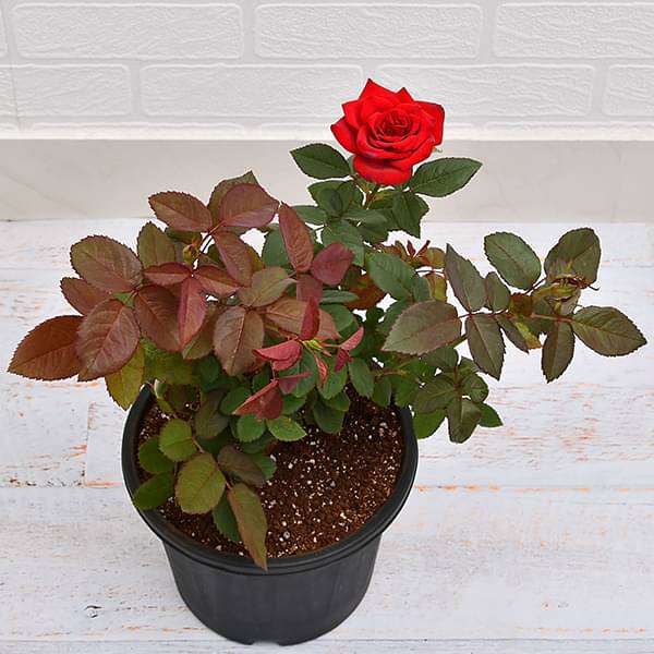Potted Red Rose Plant without Pot