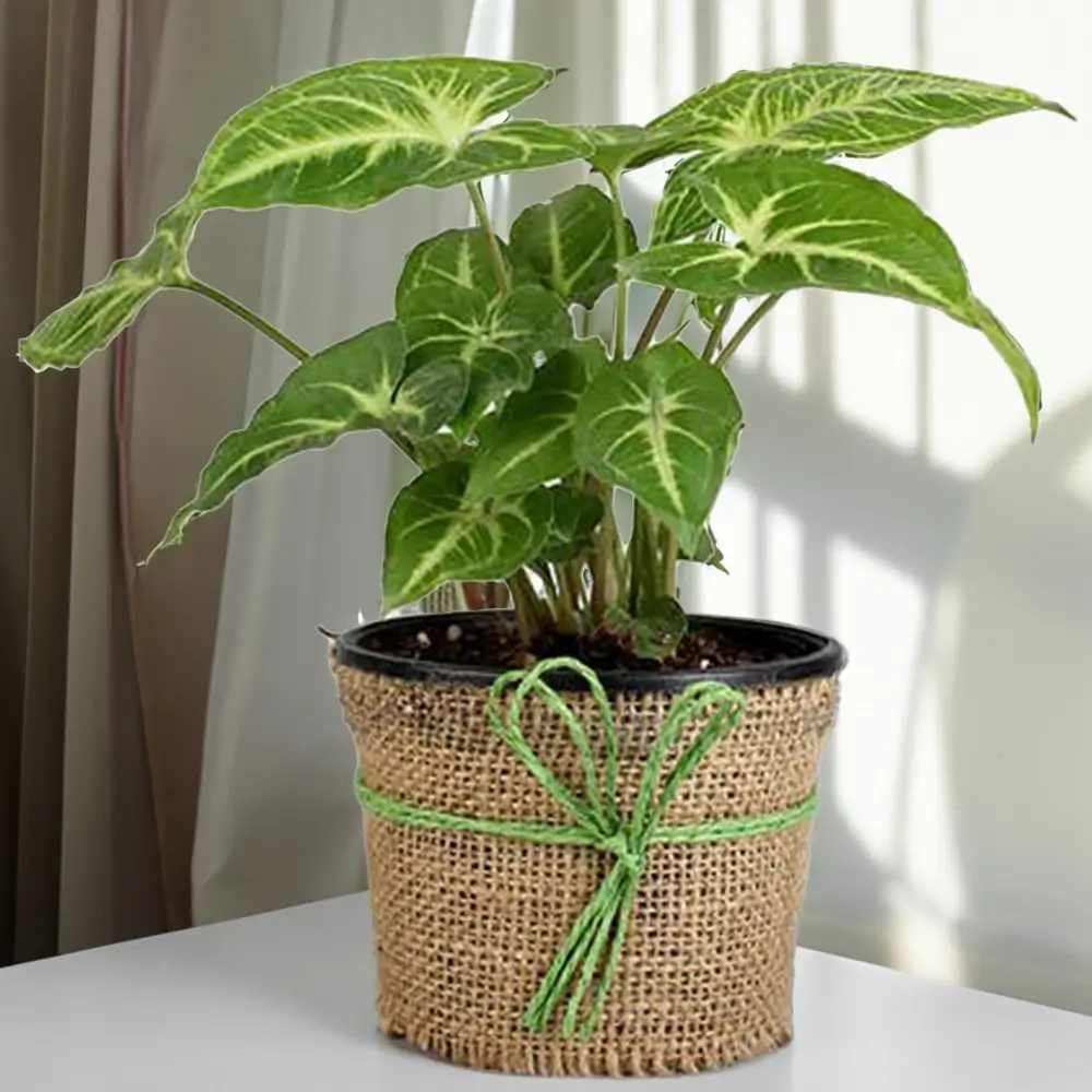 Green Syngonium Indoor Plant without Pot