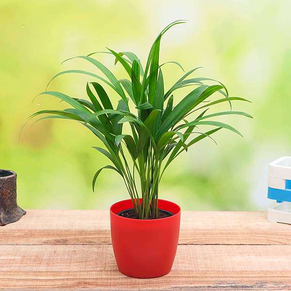 Areca Palm Plant Without Pot 