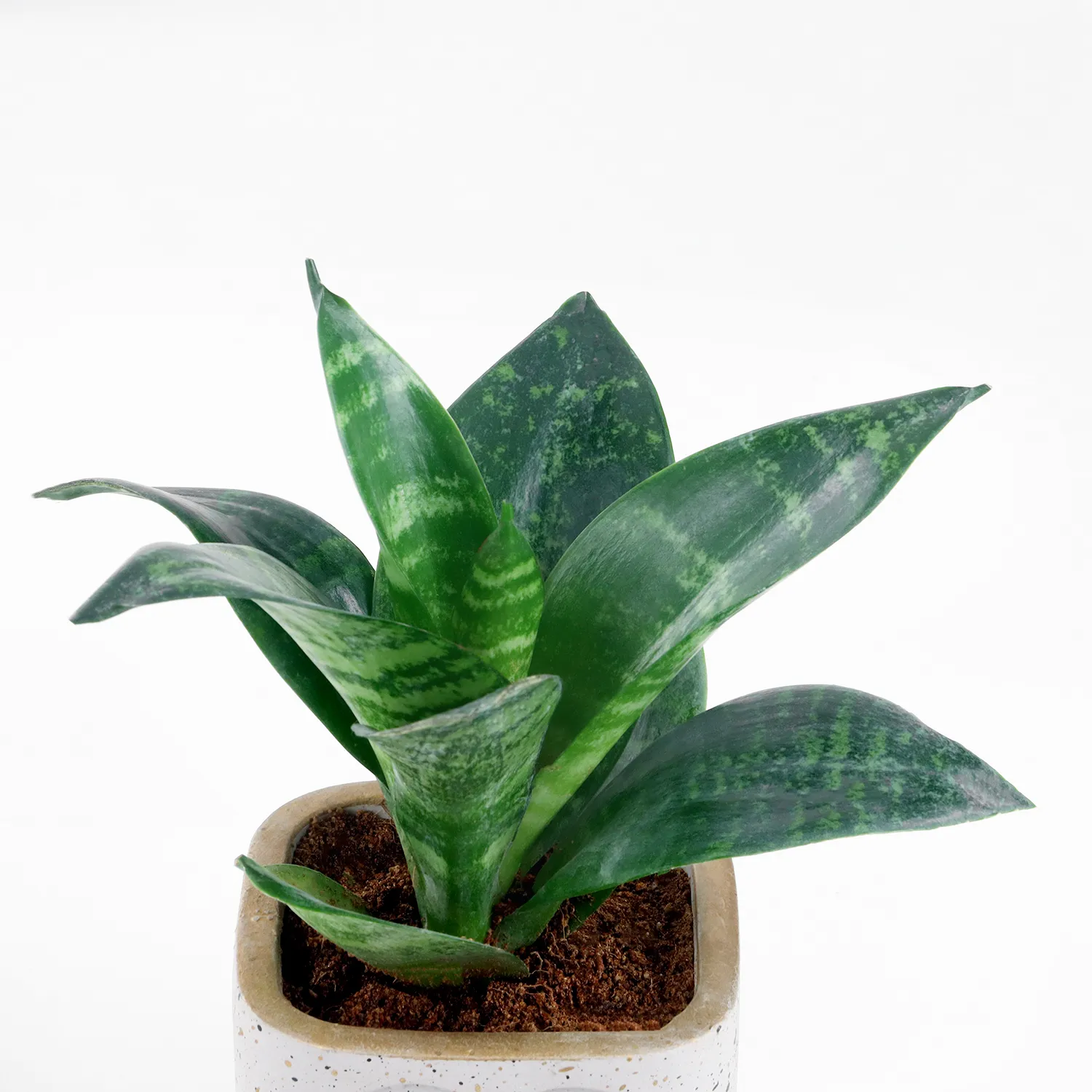 Snake Plant without Pot