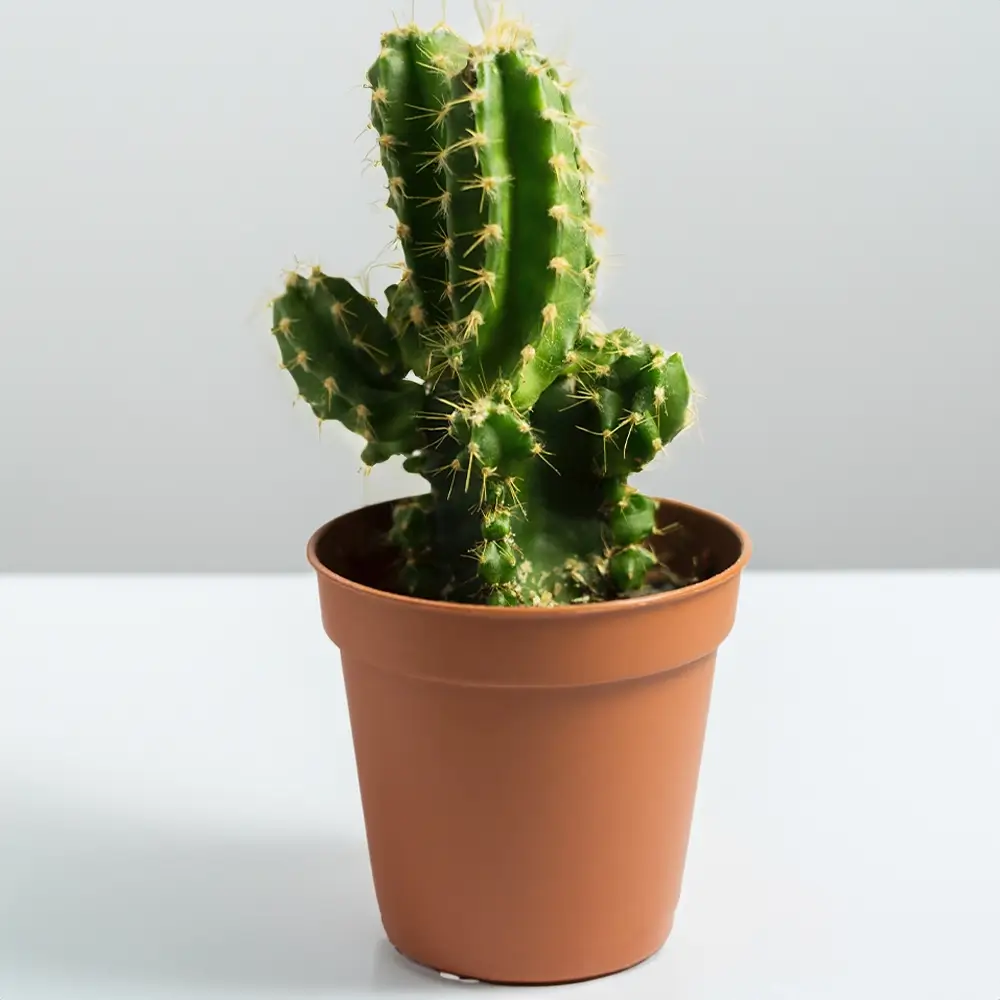 Cactus Plant without Pot