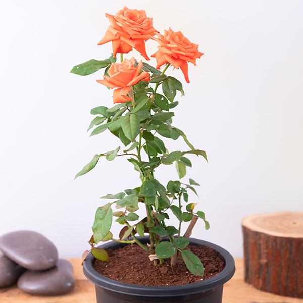 Orange Rose Plant without Pot