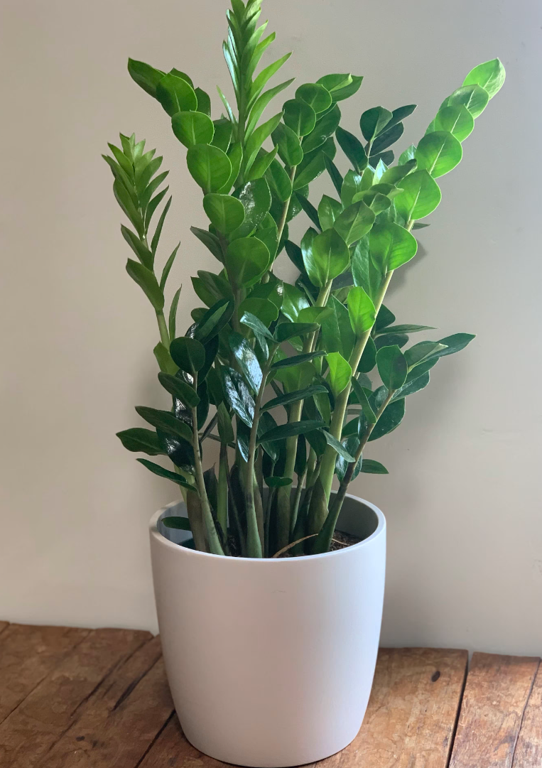 Dense Zamioculcas zamiifolia (ZZ Plant) With White Pot