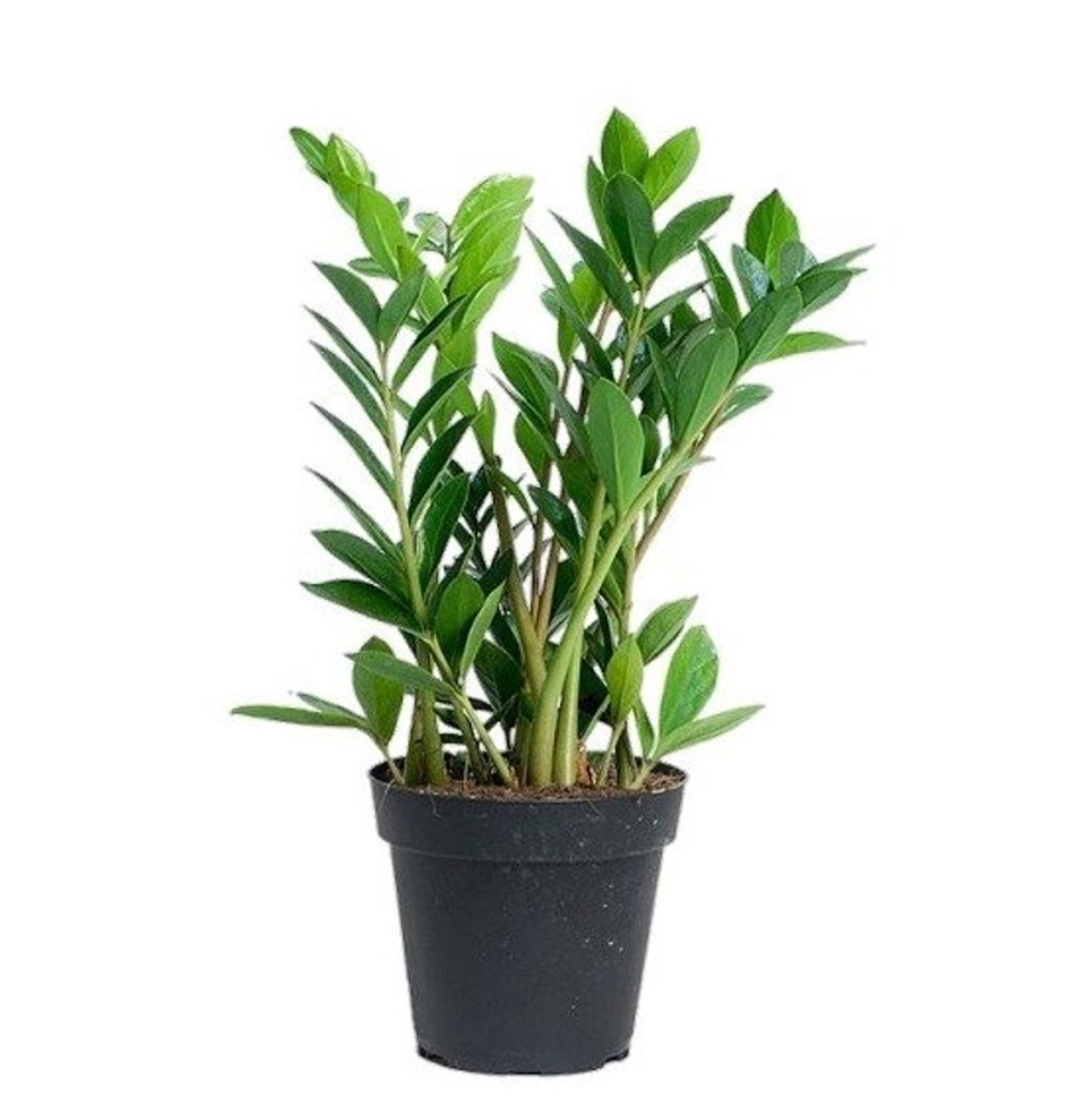 Dense Zamioculcas zamiifolia (ZZ Plant) Without Pot