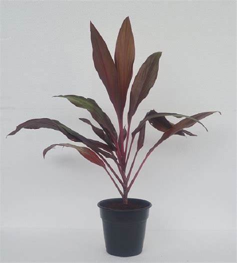 Red Dracaena Mahatma without Pot