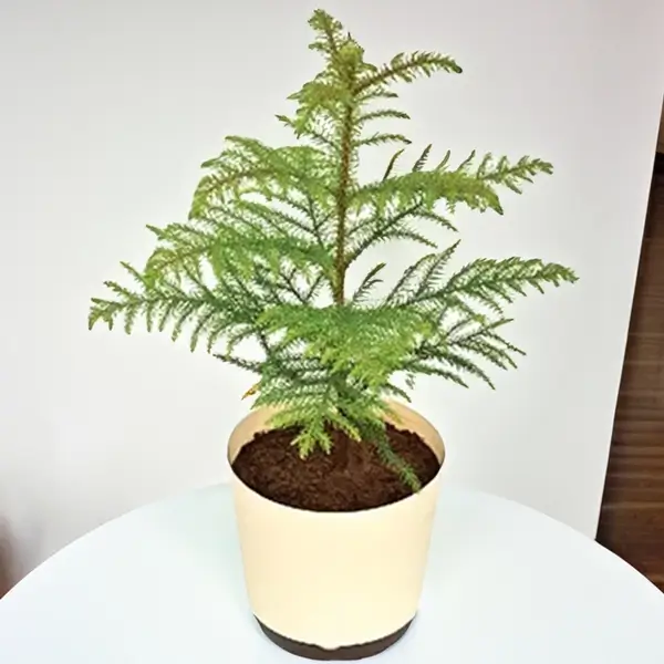 Christmas Tree Without Pot 