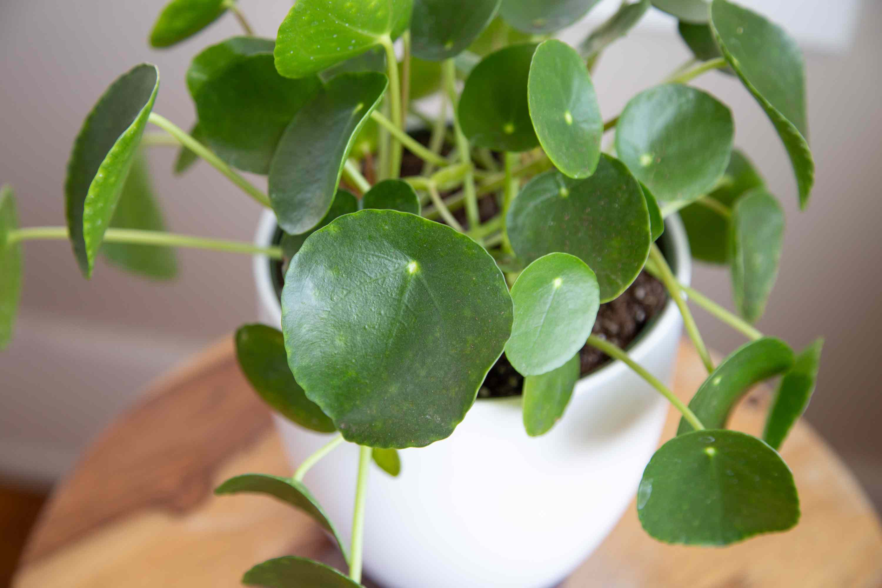 Pilea Pancake/Chinese Money Plant Without Pot