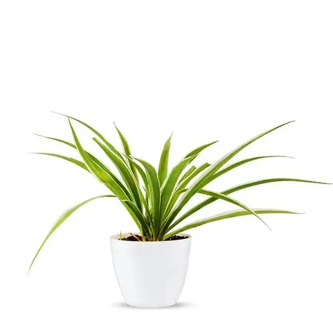 Dense Spider plant in ceramic pot
