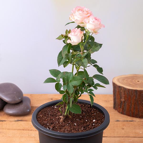 Peach Colour Rose Plant without Pot