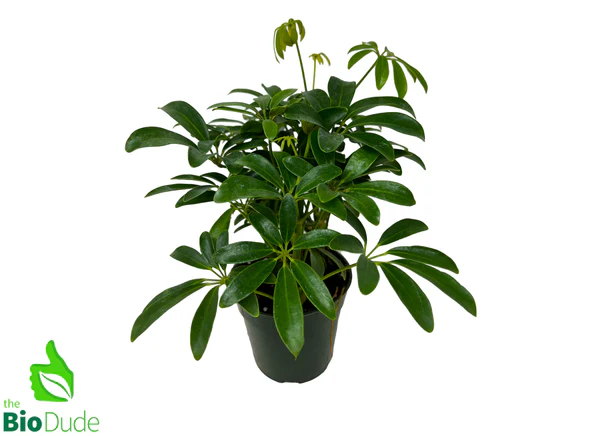 Schefflera Arboricola (Umbrella Plant) without Pot