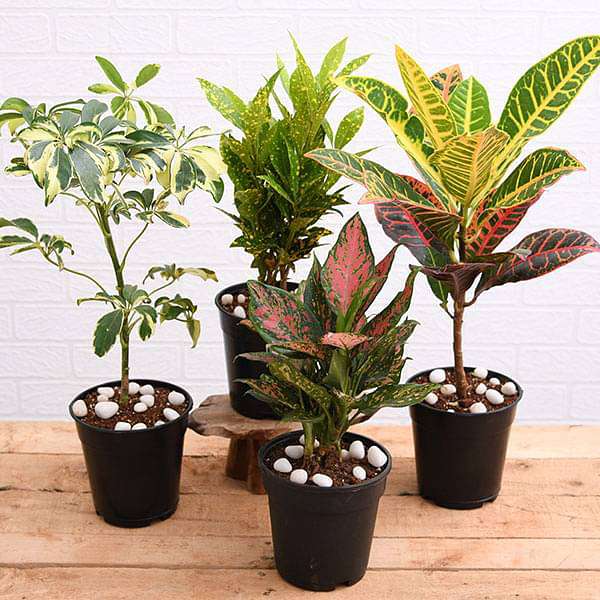 Combo of Assorted Indoor Decorative Plants Without Pot 