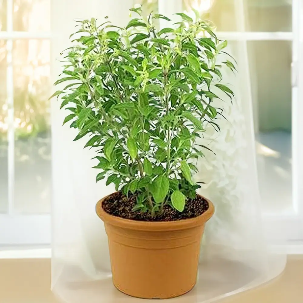 Dense Indian Tulsi Plant without Pot