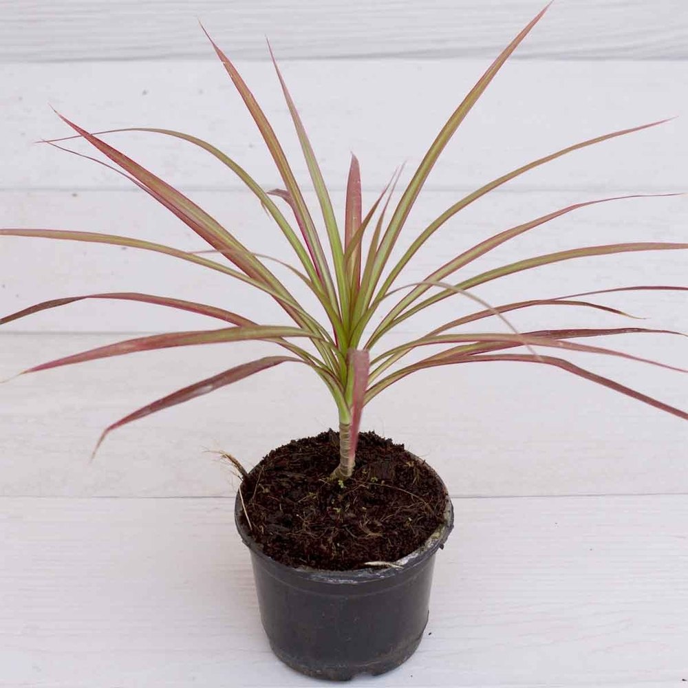 Dracaena marginata plant without Pot
