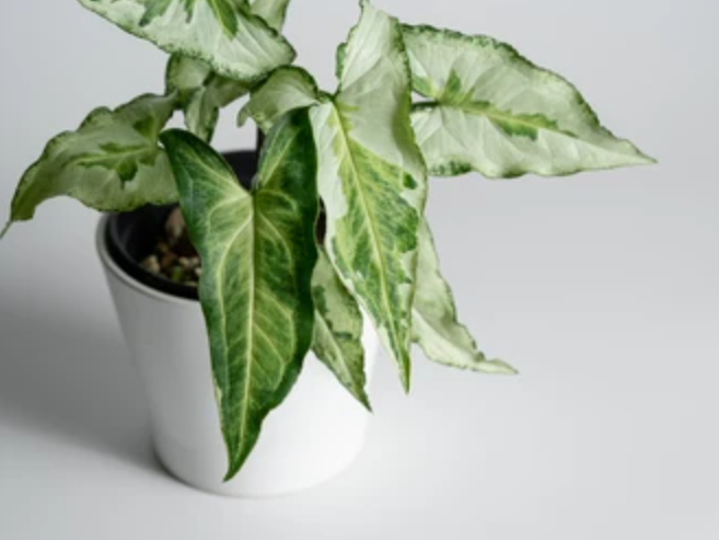 Green Syngonium Indoor Plant without Pot