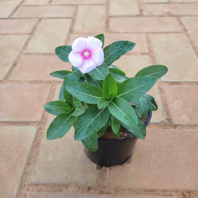 Sadabahar Vinca Flower Plant Without Pot
