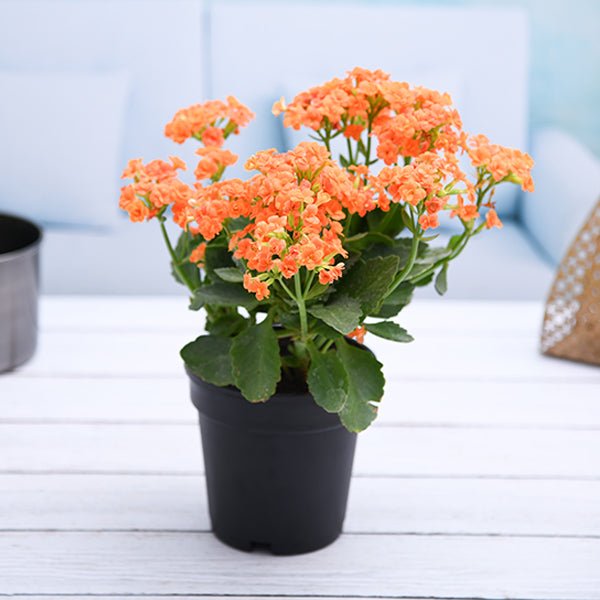 Kalanchoe blossfeldiana orange flowering without Pot