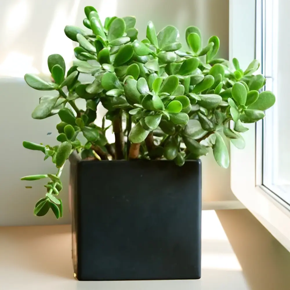Dwarfy Dense Jade Plant Without Pot 
