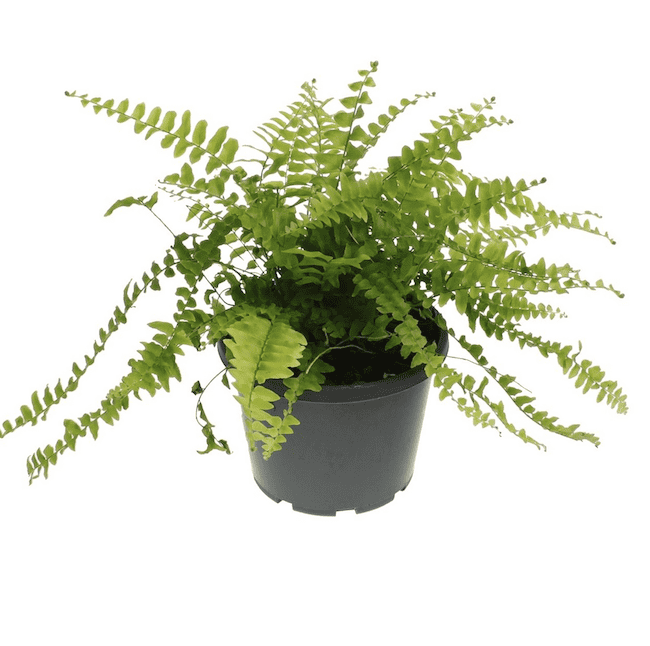 Boston Fern Plant without Pot