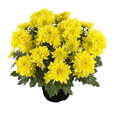 Dense Yellow Gul Daudi Plant Without Pot