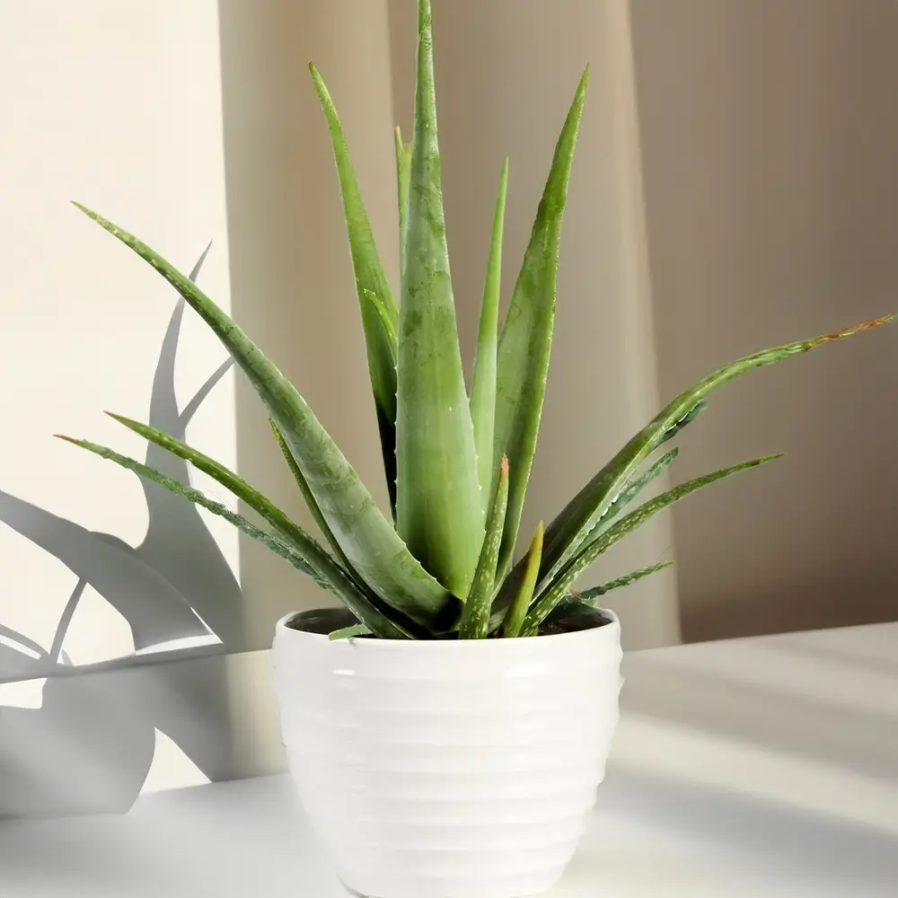 Aloe Vera Plant Without Pot 