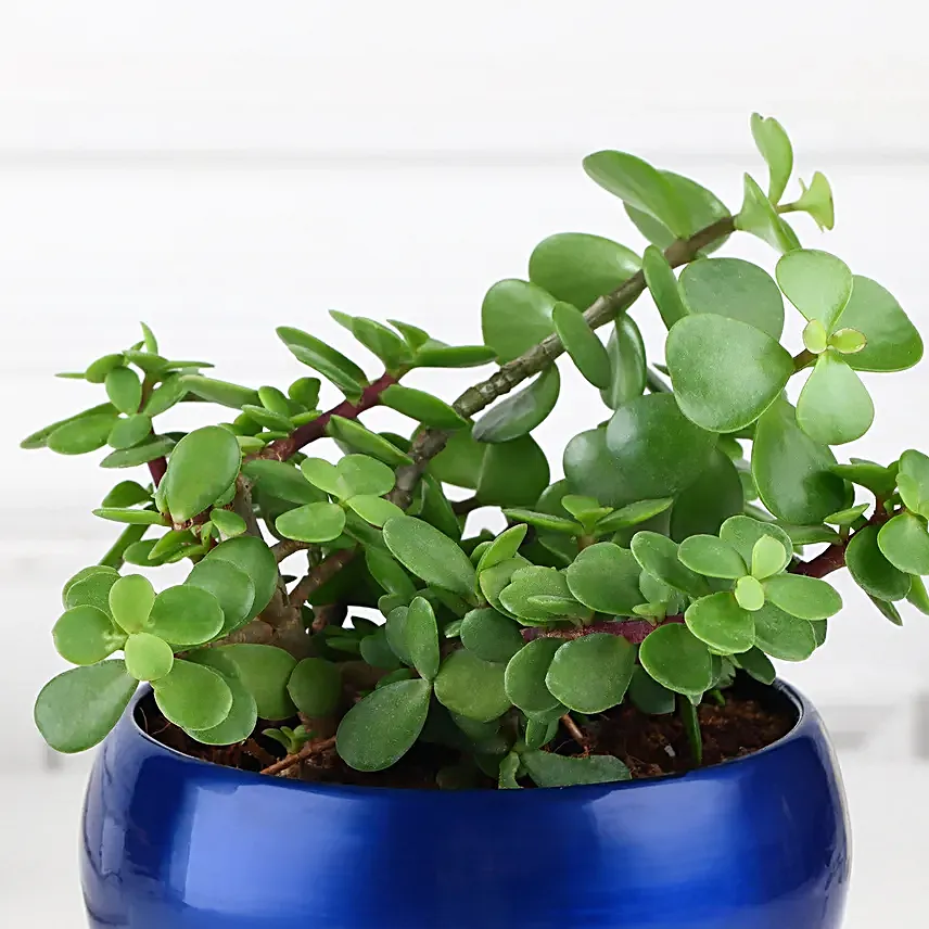 Jade Plant in Blue Ceramic Pot Without Pot 