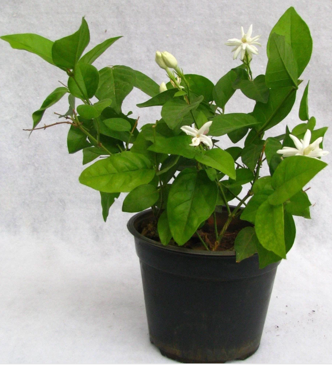 Jasmine Plant without Pot
