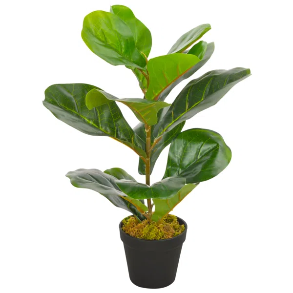 Fiddle Leaf Fig Plant without Pot
