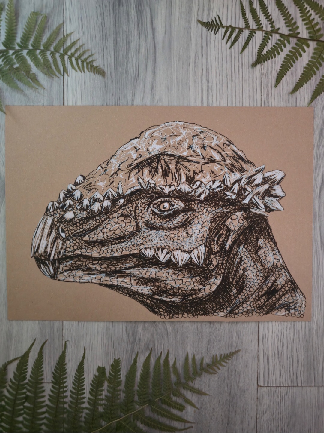 Stegoceras