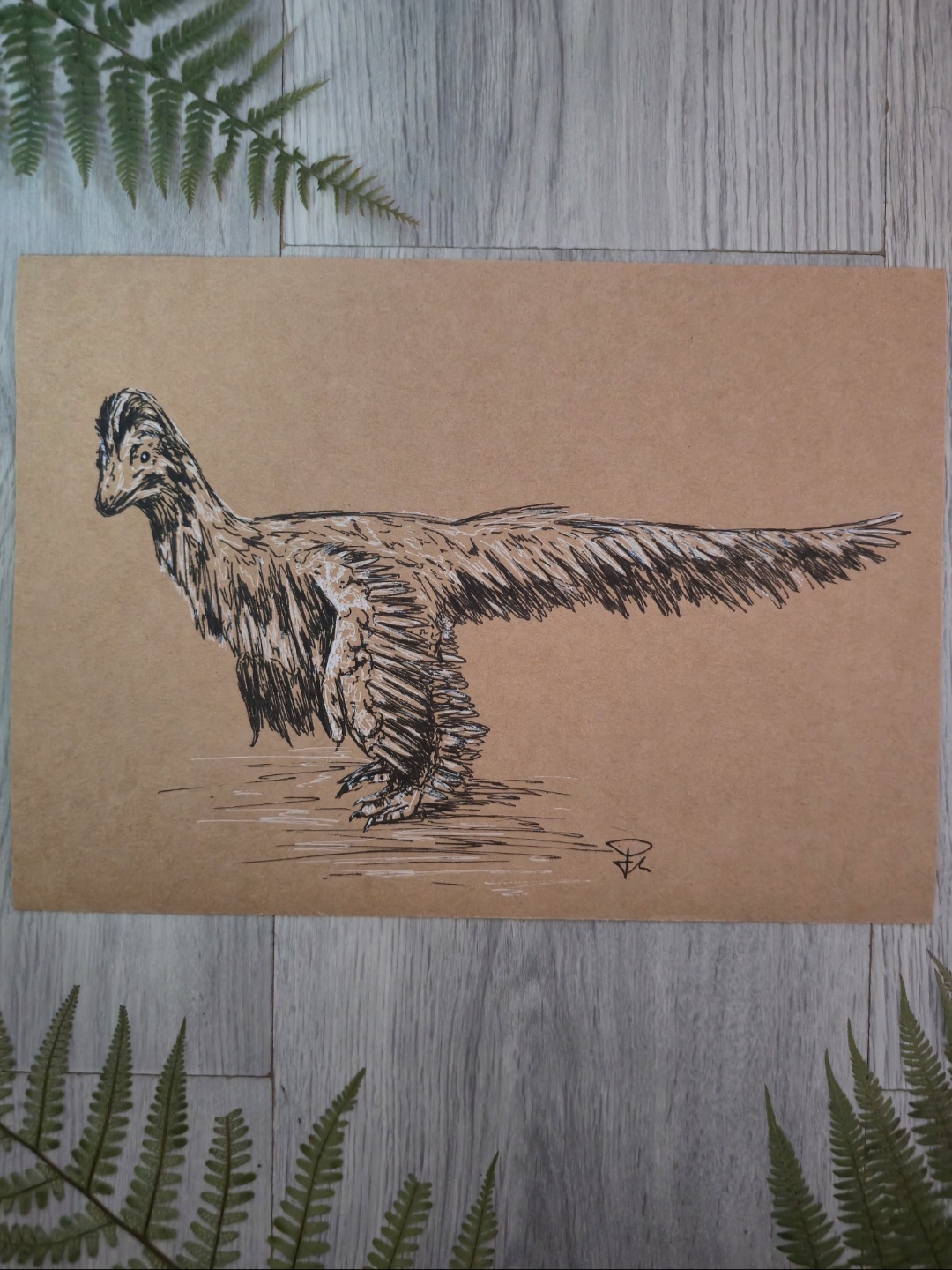 Anchiornis