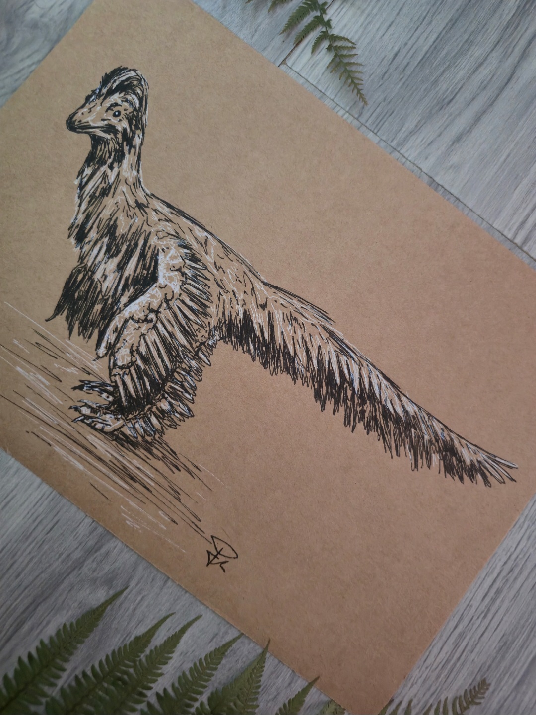 Anchiornis