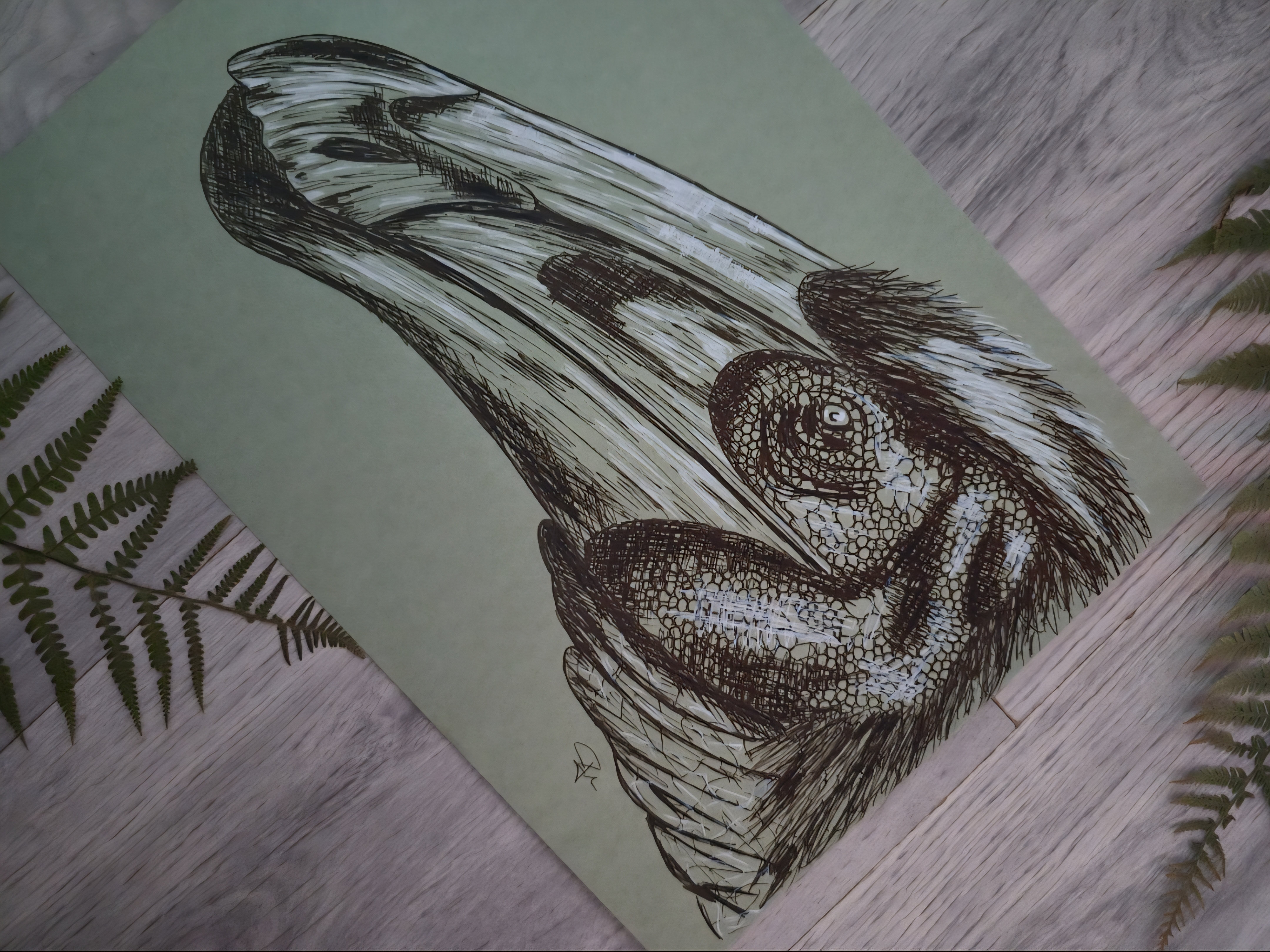 Paraxenisaurus