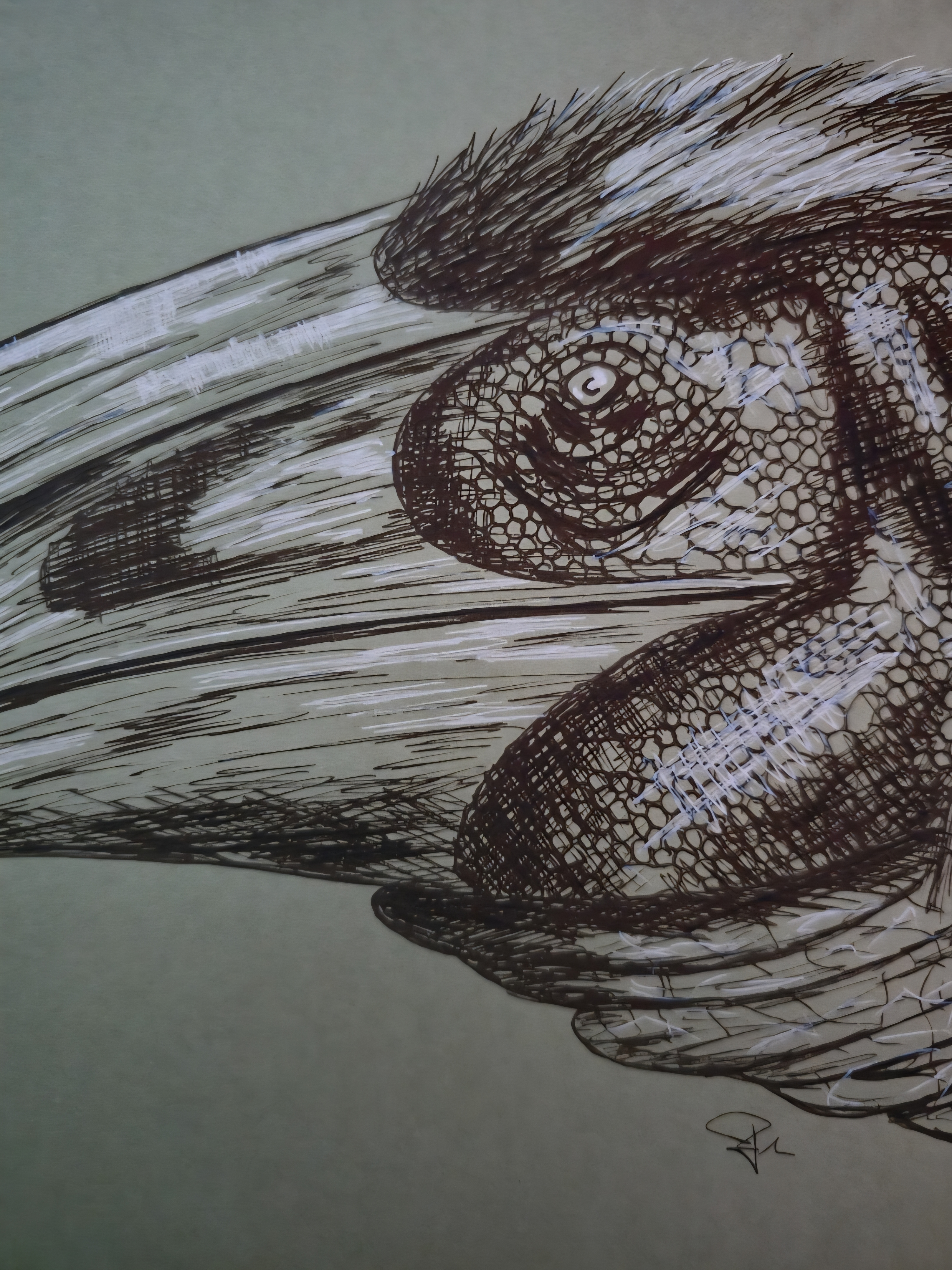 Paraxenisaurus