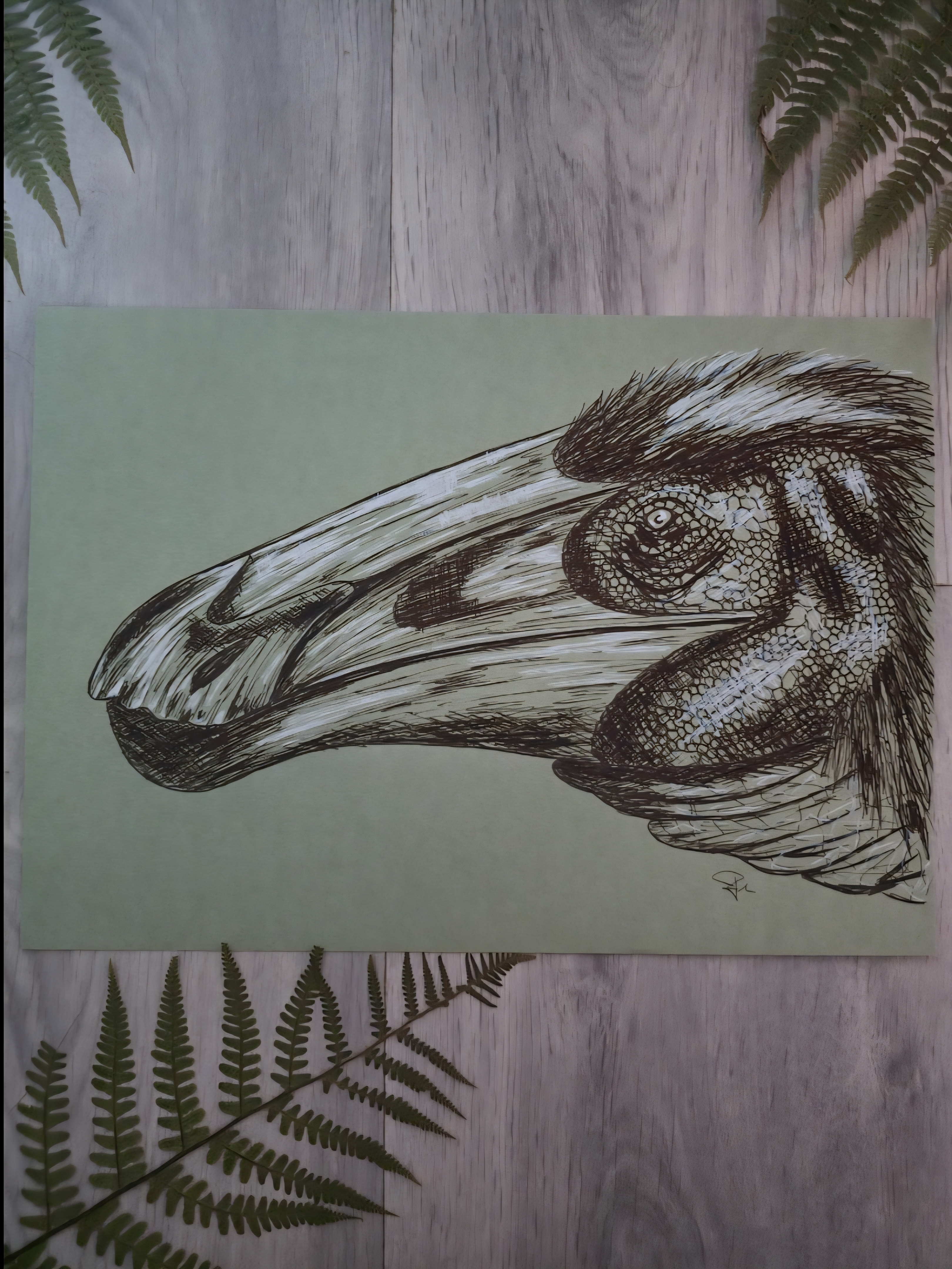 Paraxenisaurus