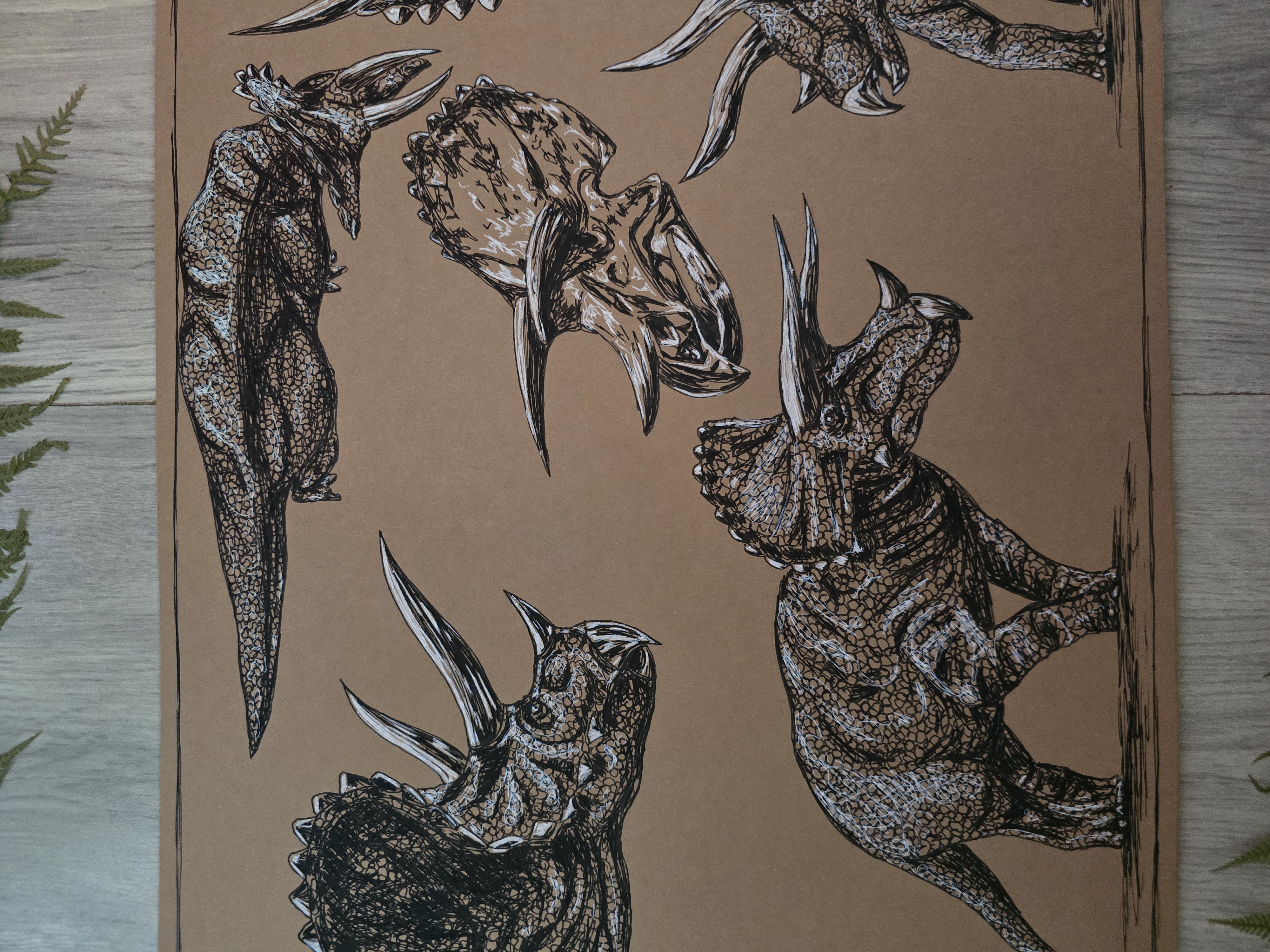 Triceratops