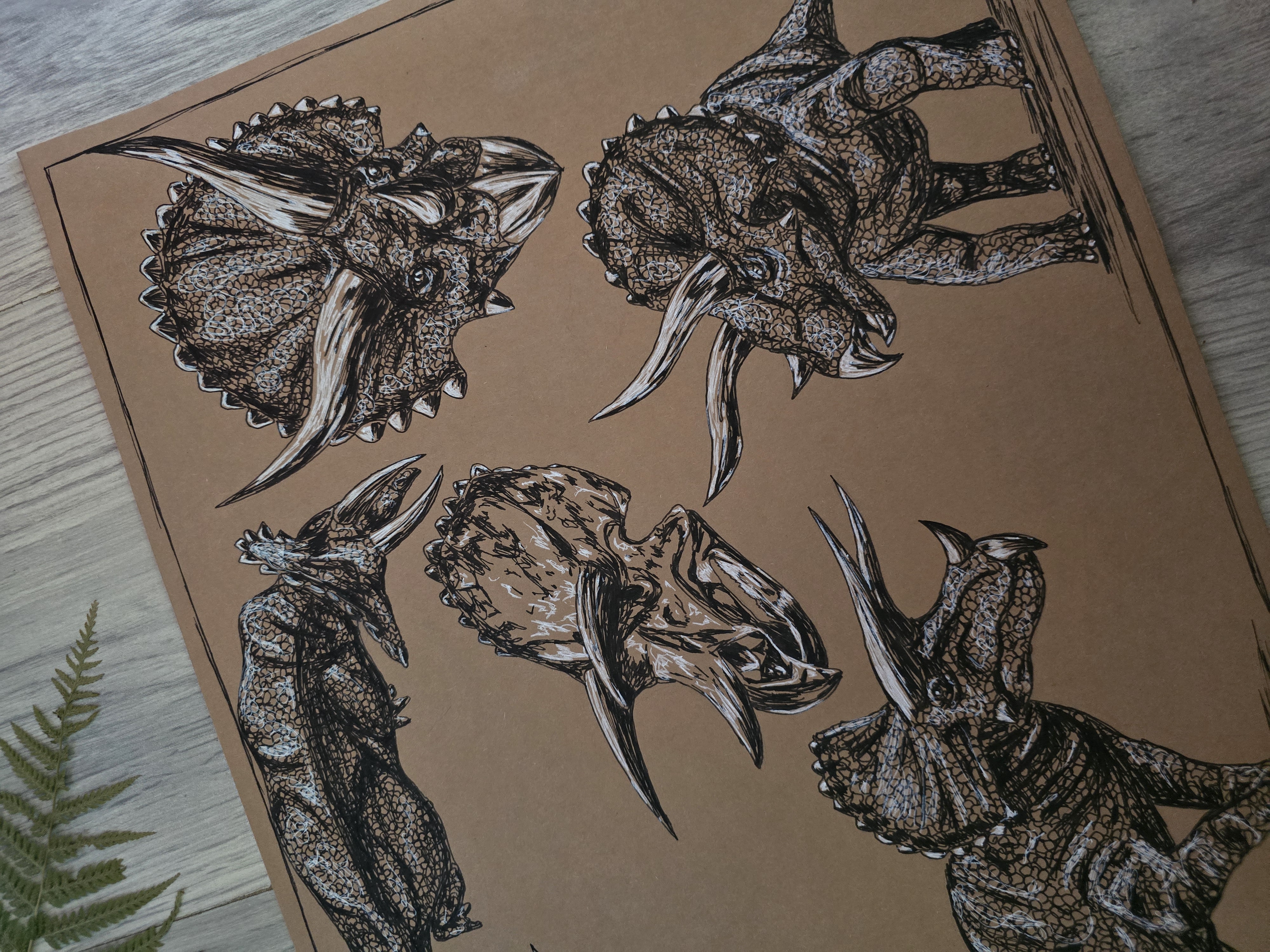 Triceratops