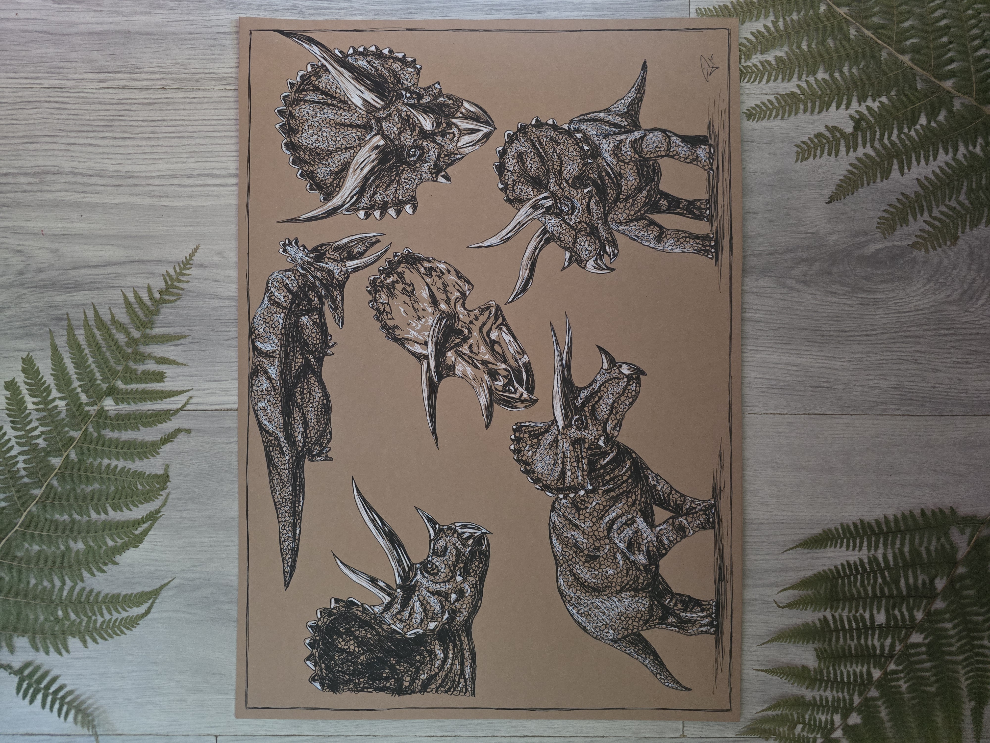 Triceratops