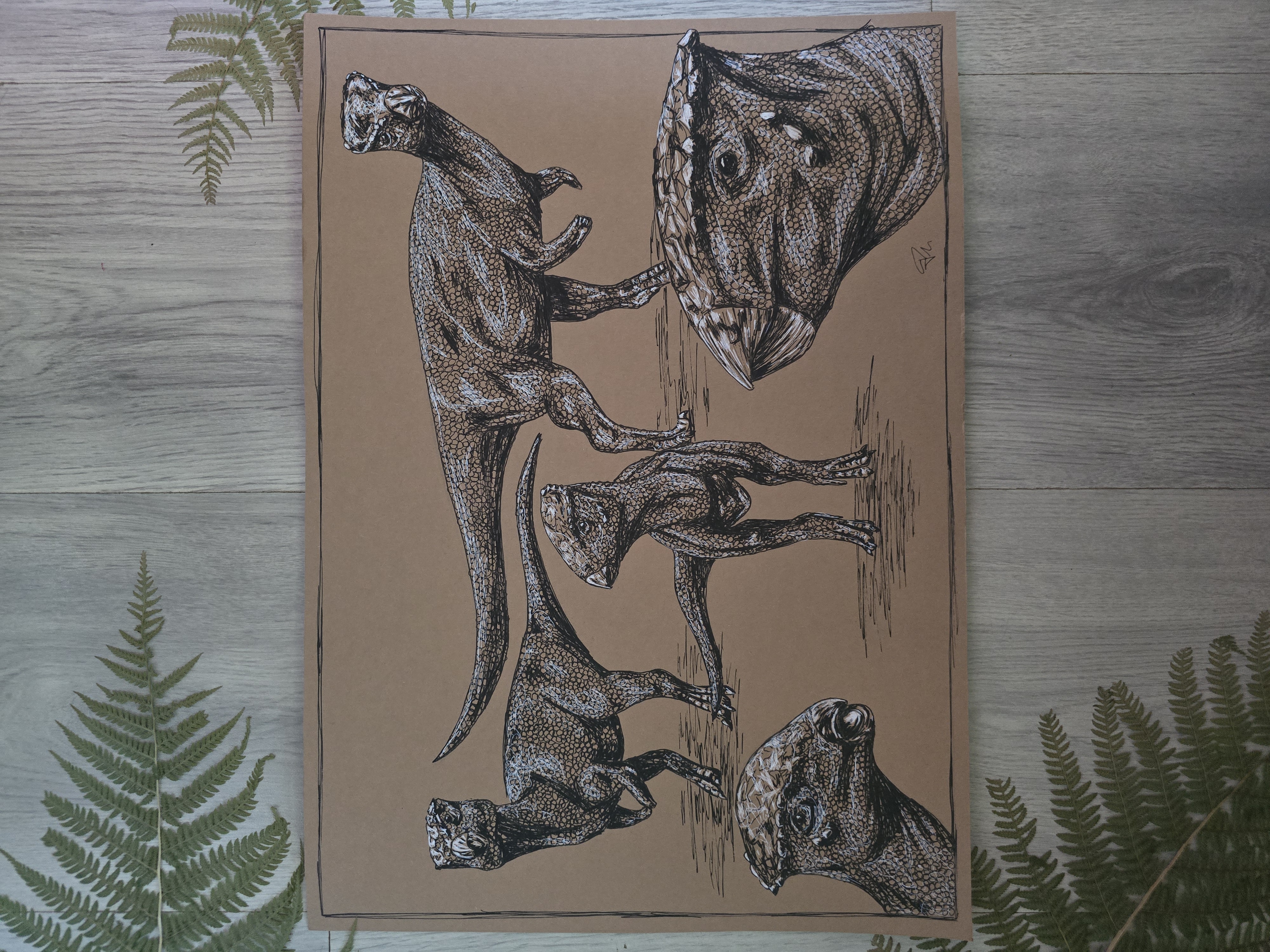 Homalocephale