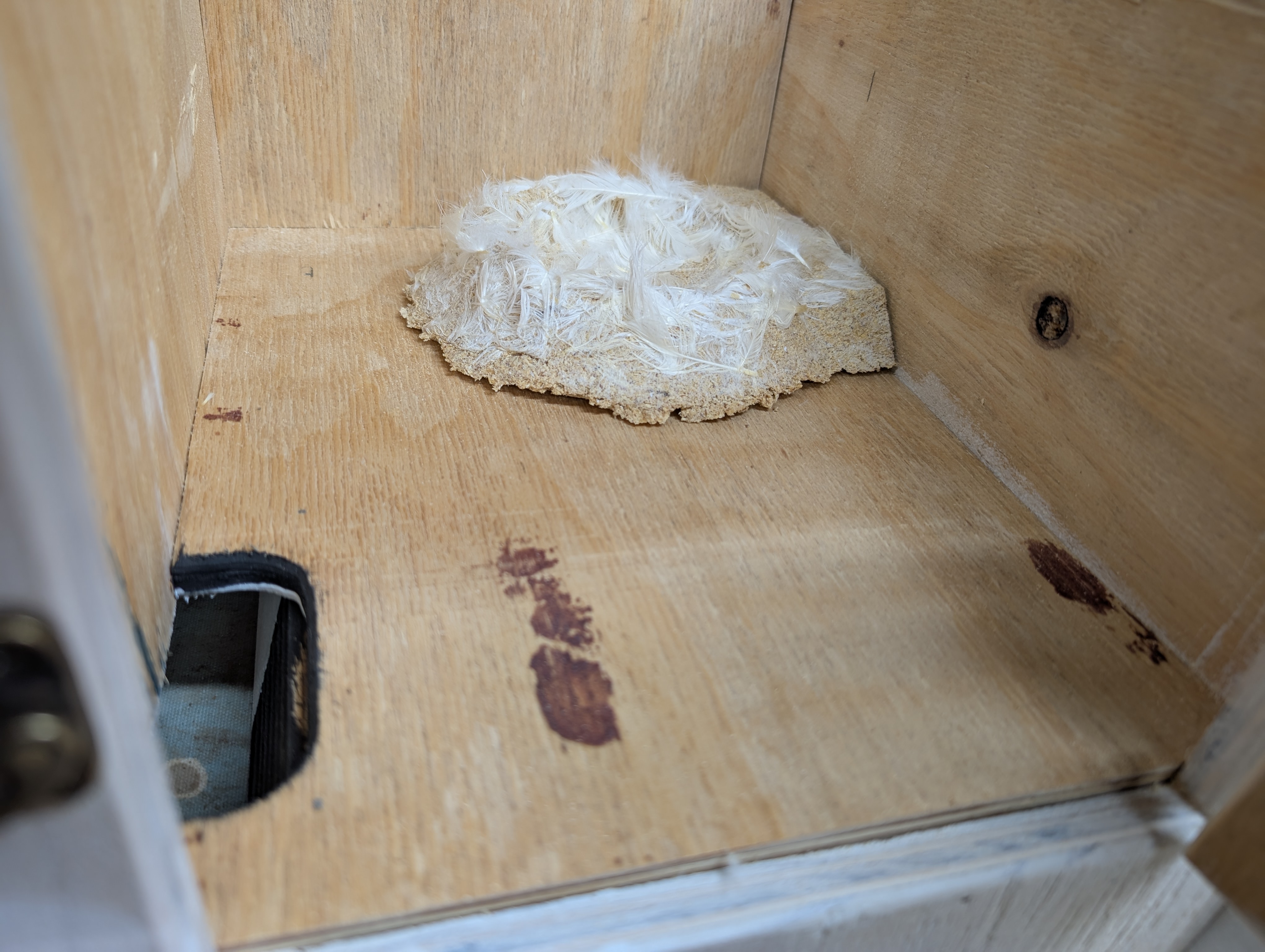 SOFT Swift Concave Nest Cup