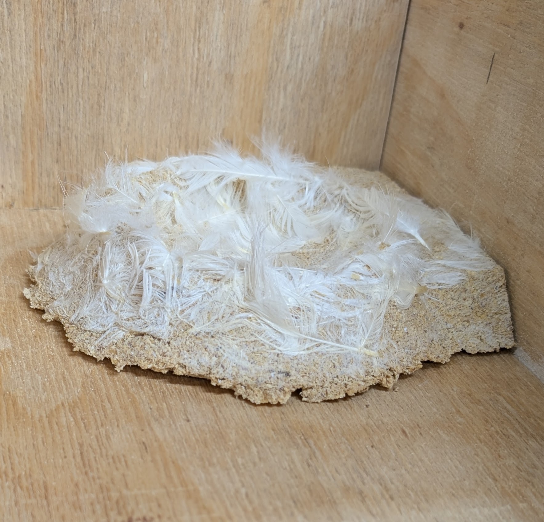 SOFT Swift Concave Nest Cup