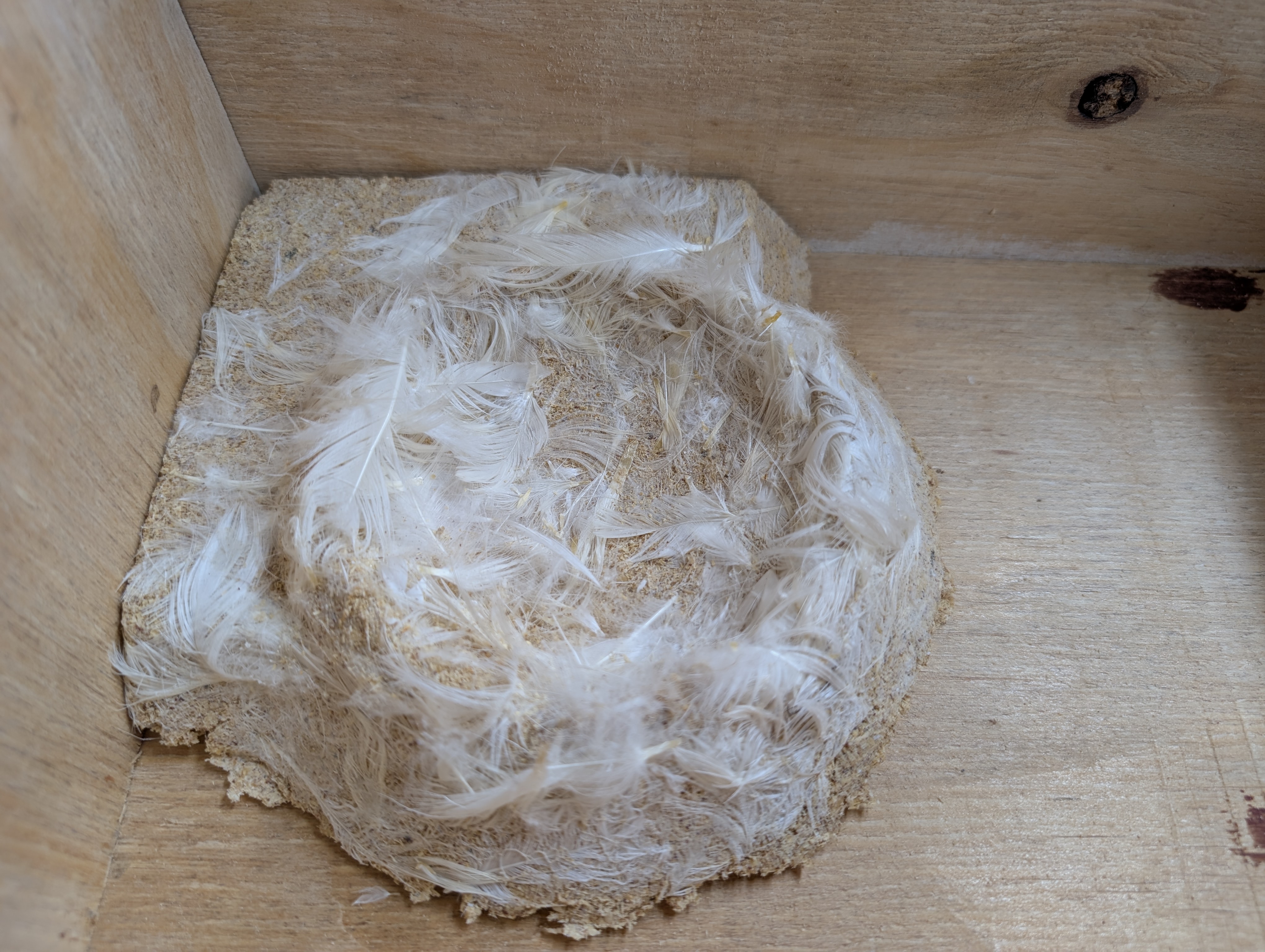 SOFT Swift Concave Nest Cup