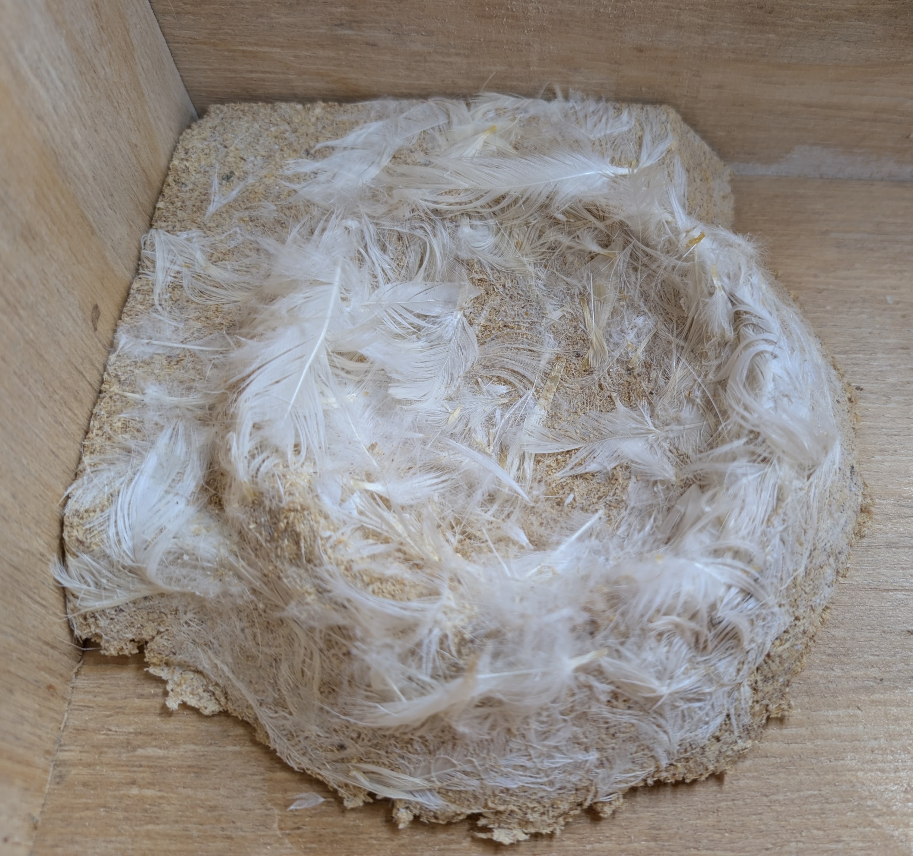 SOFT Swift Concave Nest Cup