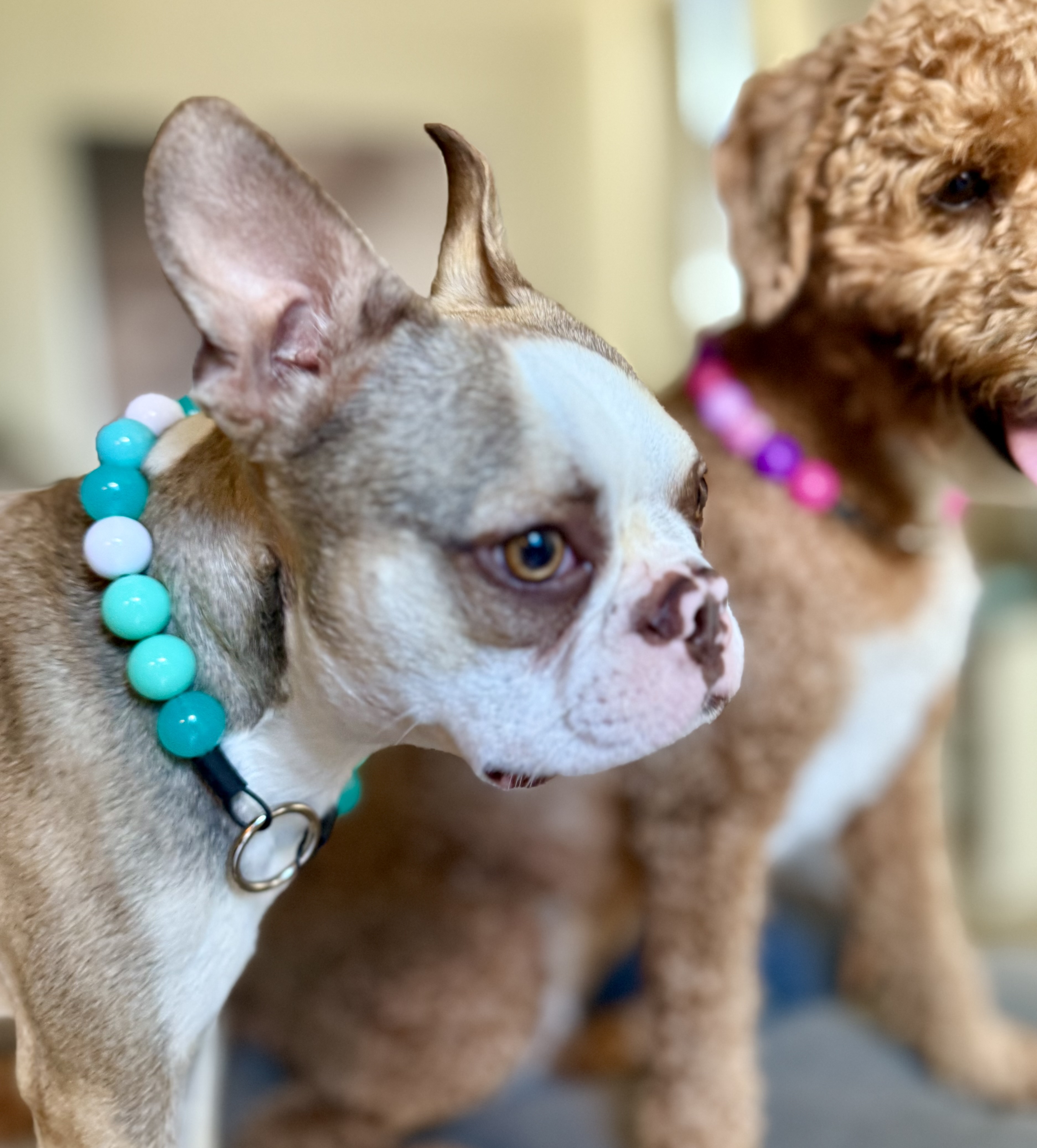 The “Aqua Crush” Bubblegum Bead Collar