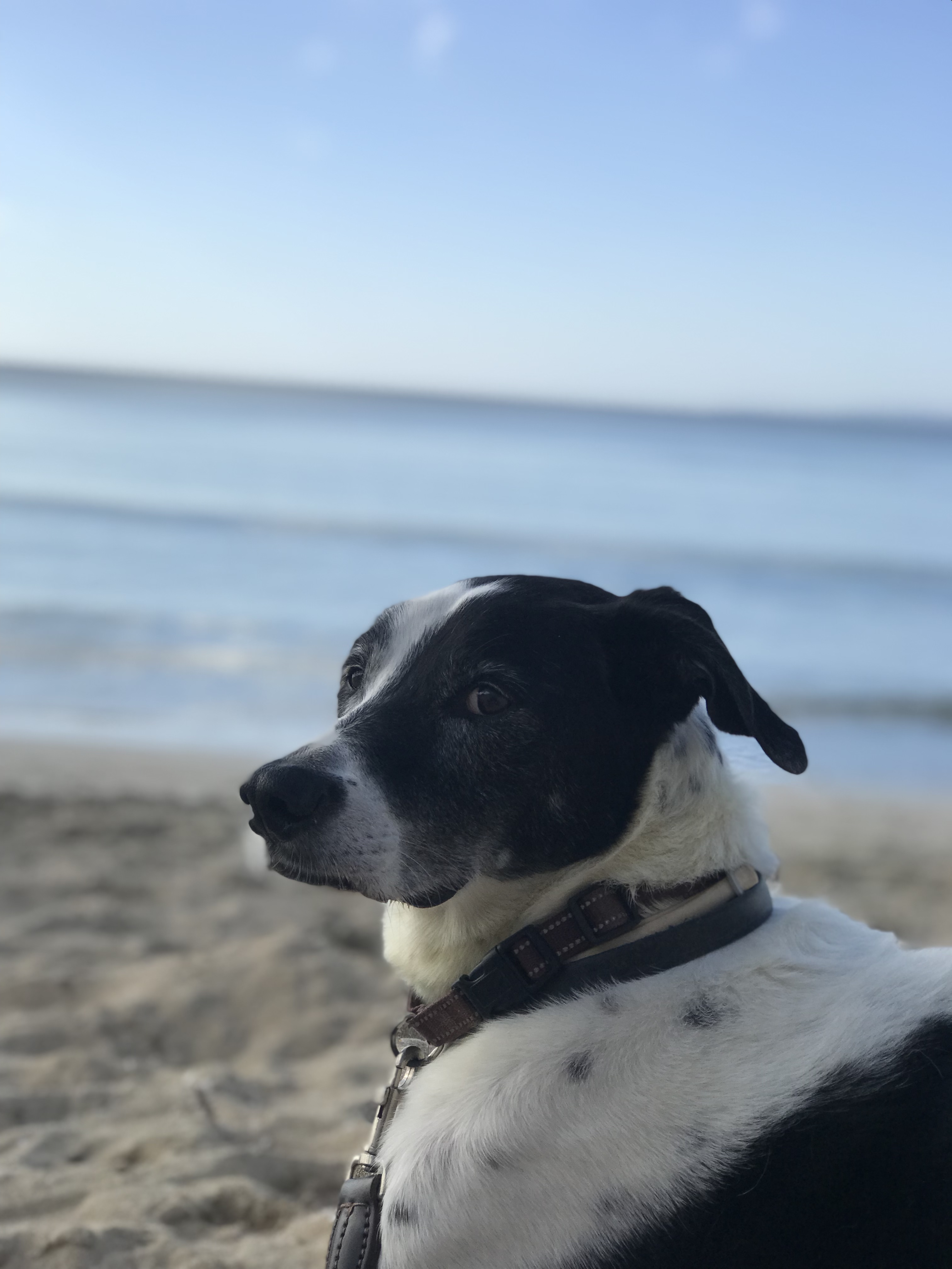 Fusion2Life Tierspray für Hunde (500 ml) – Beweglichkeit & Regeneration