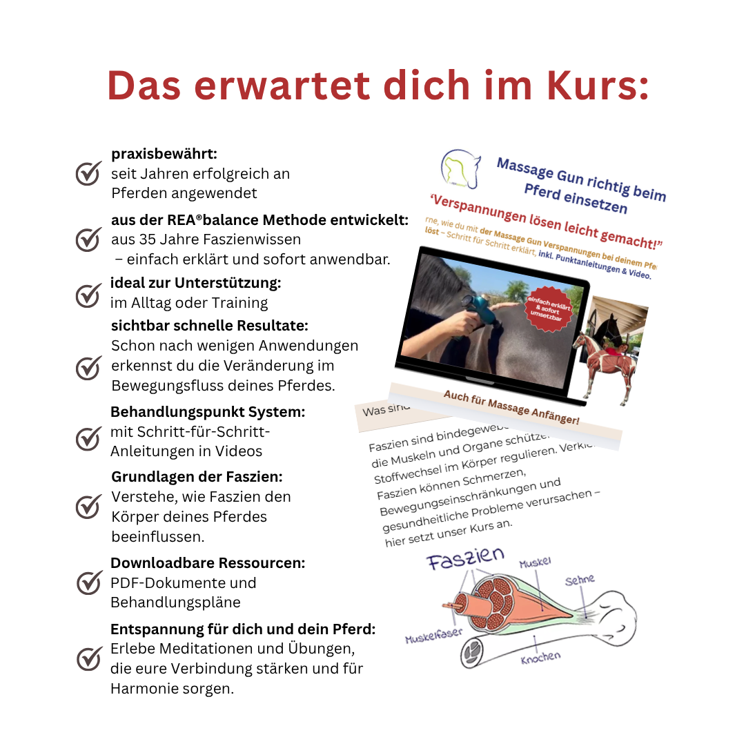 Massagepistole beim Pferd richtig einsetzen - Online Kurs